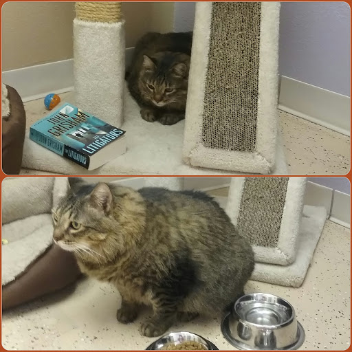 Pets in Paradise Resort LLC - Thumbnail