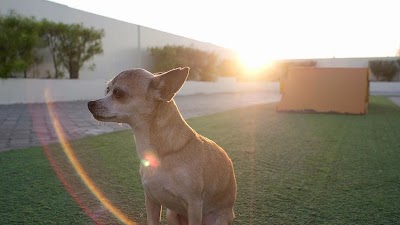Photos of Woof Pet Services