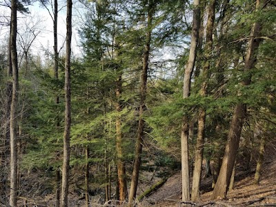 Photos of Matson's Big Manistee River