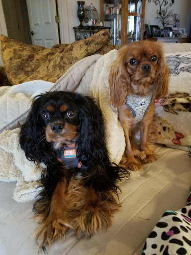 Westlake Veterinary Medical Center - Thumbnail