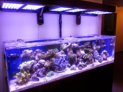 Crystal Clear Aquariums