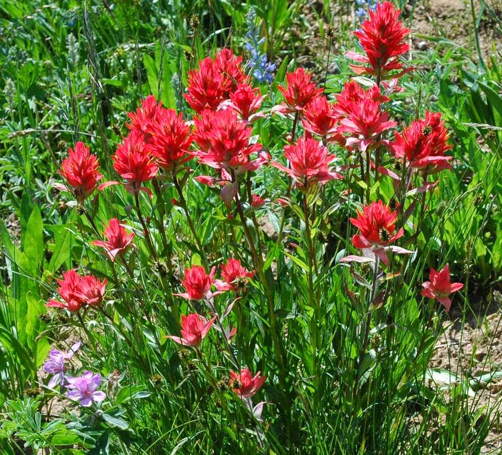 Woodbrook Native Plant Nursery