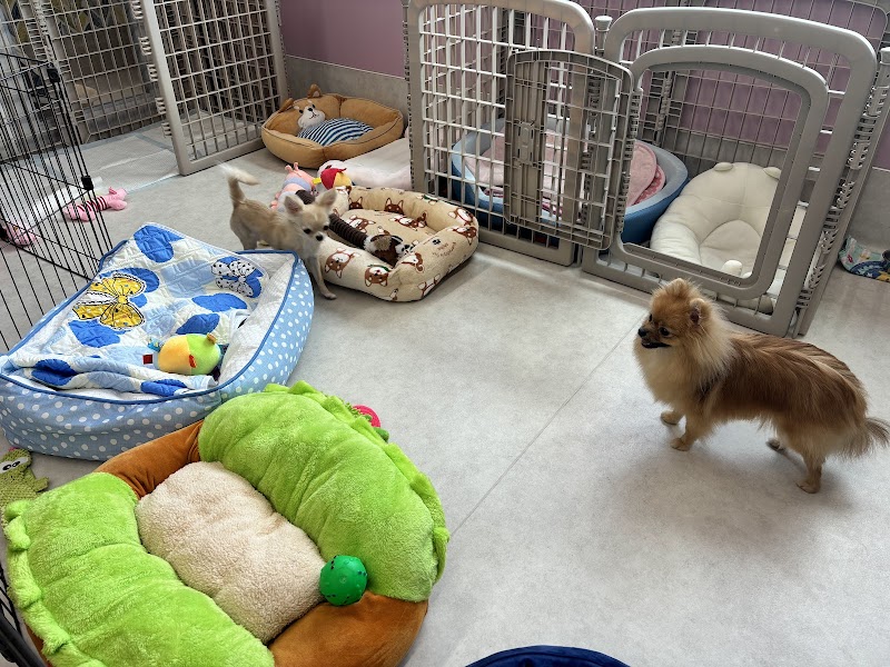 Dog'sRAN トリミングスクール