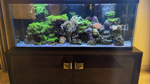 Fish Whisper - Visual