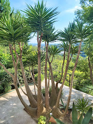 Photo n°23 de Les Mimosas B&B - chambres d'hôtes Menton à Menton (Maison d'hôtes)