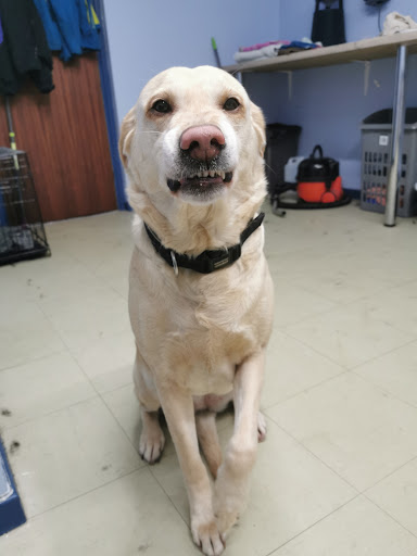 Ballywalter Dog Groomers - Thumbnail