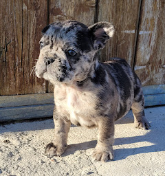 Photo n°13 de ELEVAGE DES MONTS DE L HERMITAGE à Céron (Pension pour chiens)