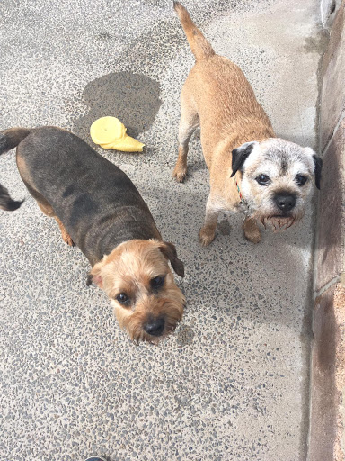 Fforest Boarding Kennels & Cattery Ltd - Thumbnail