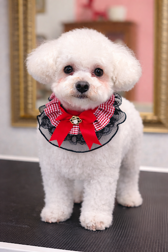 Soggy Doggy Grooming Spa