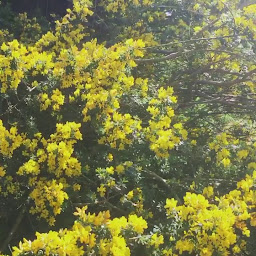 Photo n°50 de l'Angevinière, éco-logis, gîtes, chambres et roulotte en Baie du Mont-Saint-Michel à Saint-Laurent-de-Terregatte (Location d'appartement de vacances)