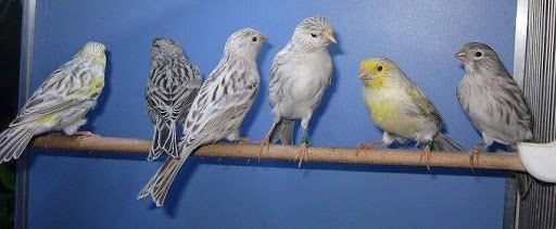 Vogelzucht Reeg