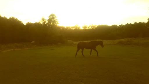 Pine Mills Ranch - Visual