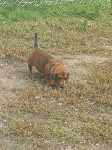 North Hill Dog Park - Thumbnail
