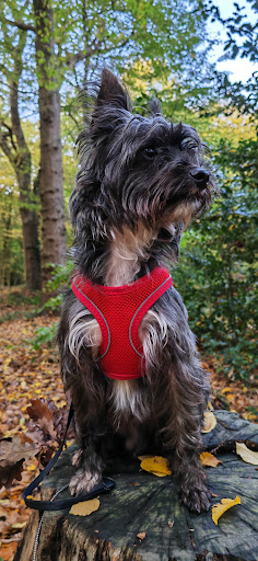 Pets at Home Rayleigh Gallery - United Kingdom