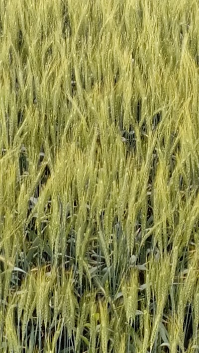 Photos of Arıbaşlar Tarım Ve Hayvancılık