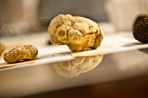 Tartufo del Molise - Thumbnail