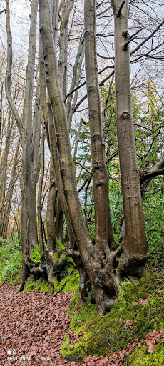 Polecat Copse - Thumbnail