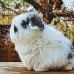 Photo n°4 de Les Mini de Mïa à Saint-Bonnet-de-Salendrinque (Ferme d'élevage)