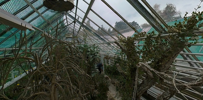 Zurich Succulent Plant Collection