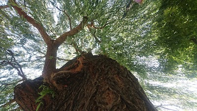 Photos of Esteghlal Park