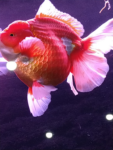 [冠鴻精品水族 水族店的外部或內部照片]