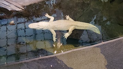 California Academy of Sciences