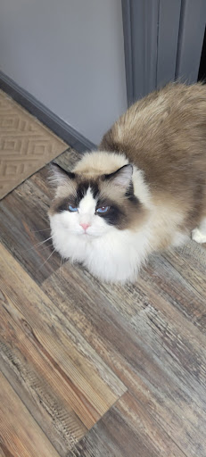 C&K Paw Sitters, LLC and Grooming - Thumbnail