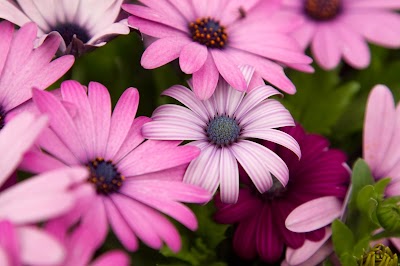 Photos of Flory's Flowers