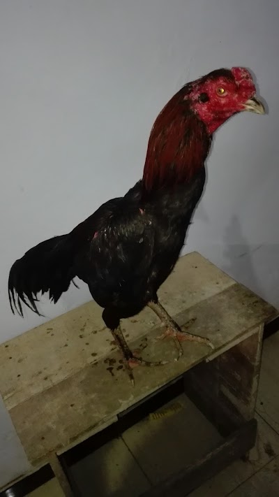 Photos of TOKO Nadhien