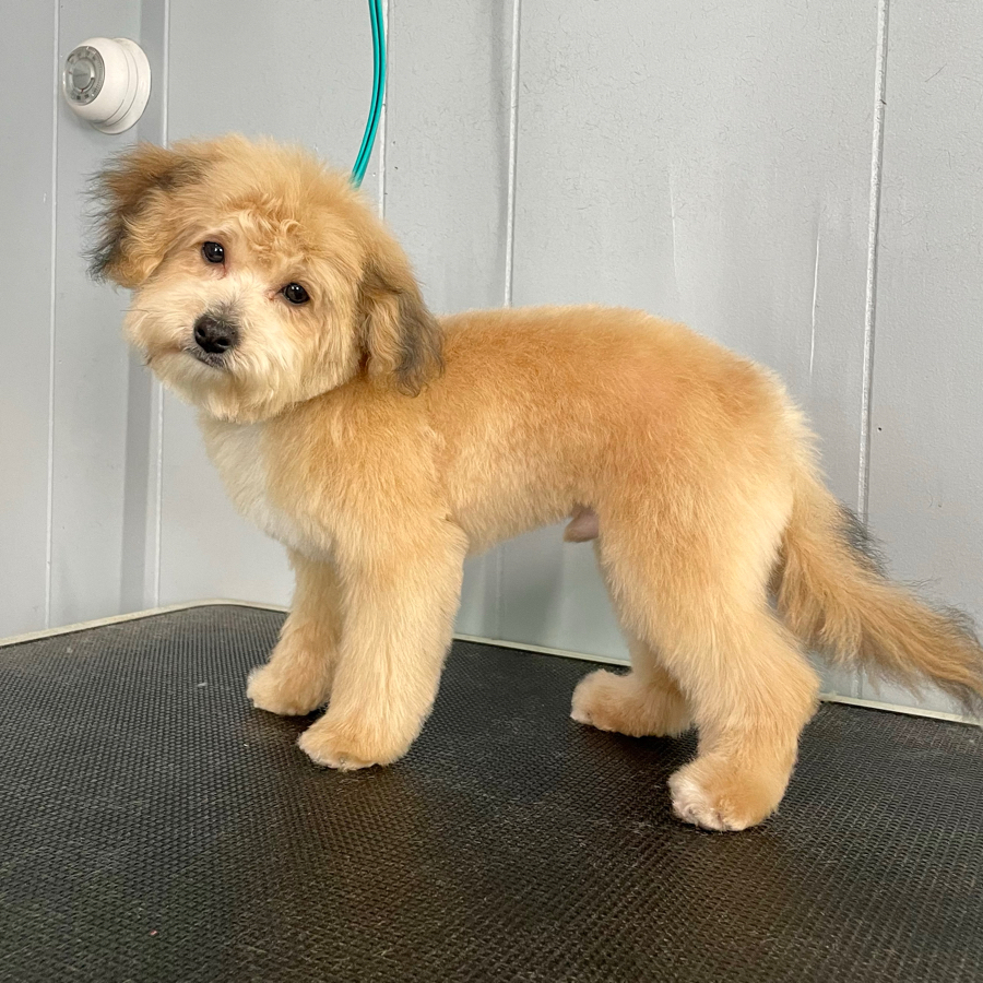 Fluff and Fetch Dog Grooming