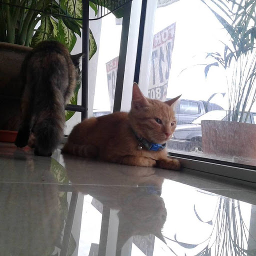 Klinik Veterinar Dan Surgeri Saujana Putra