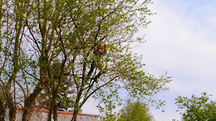 Photo n°1 de Des Cimes Aux Racines à Saint-Aubin-sur-Scie (Paysagiste)