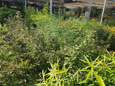 Photos of ALSHAHEEN NURSERY
