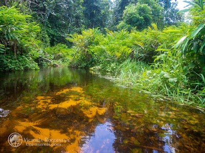 Dzanga-Sangha National Park