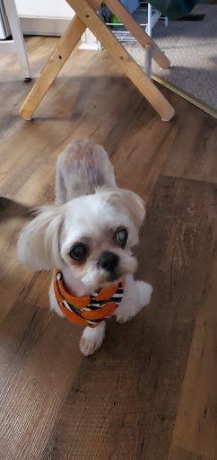 My Buddy Boarding Inn For Pets - Thumbnail