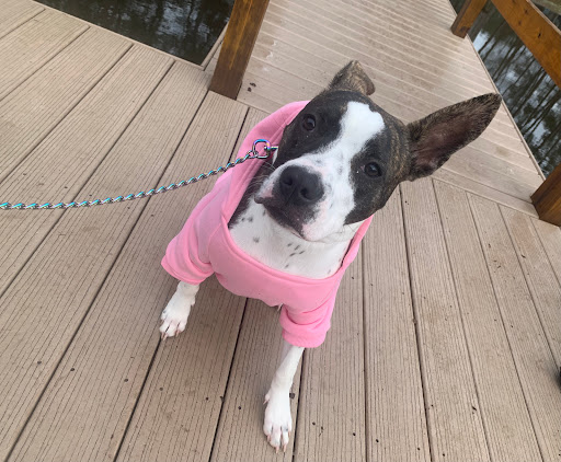 Lexington County Animal Services - Thumbnail