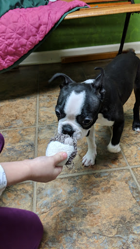 Little Paws Dog Shop LLC - Thumbnail