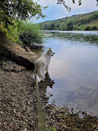 Photo n°10 de Elevage berger-australien, pension canine à Vaire (Éleveur)
