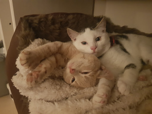 Cumber House Vet Surgery - Thumbnail