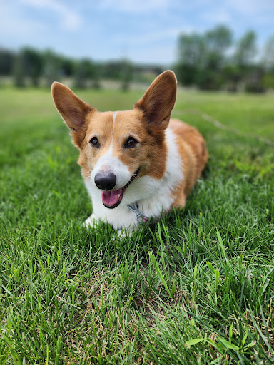 Animal Empowerment League