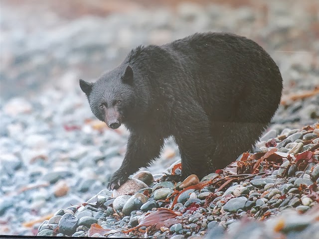 Kuma Tofino