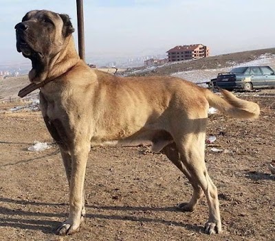 Aksaray Malaklı raising the Malakl Dog Farm