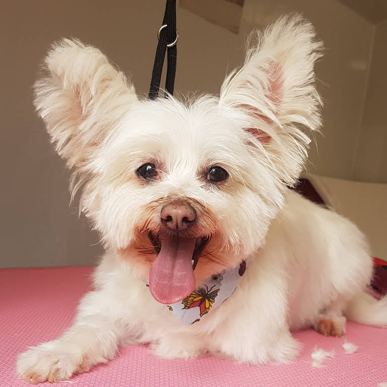Megan's Mutts Dog Grooming Dunfermline Pet Groomer in Dunfermline