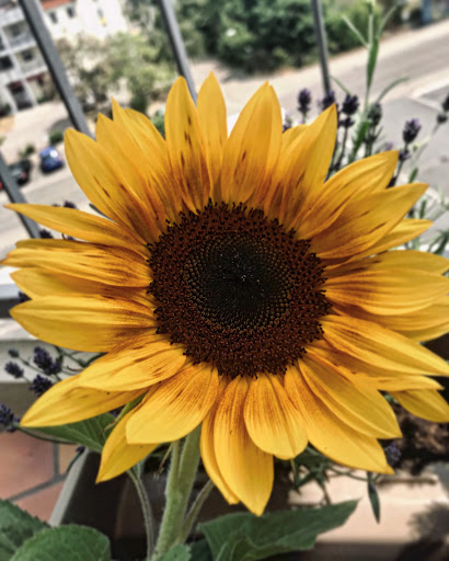 Blumen selbst Pflücken - Thumbnail