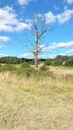 Photo n°11 de Salomon87 à Montrol-Sénard (Ferme bio)