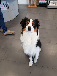 Photo n°3 de Clinique Veterinaire St Antoine à Le Chesnay-Rocquencourt (Clinique vétérinaire)