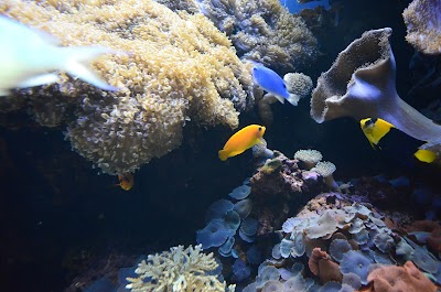 Waikīkī Aquarium