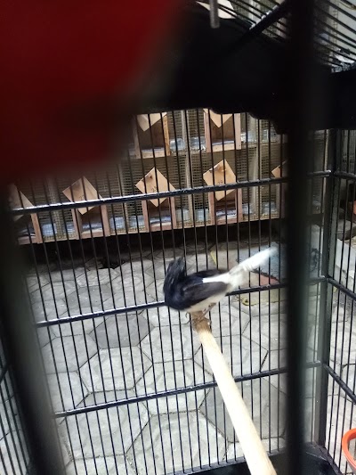 Photos of AaW Birdshop(Rinto) Jombang