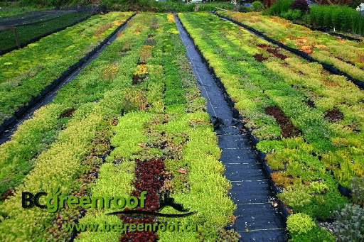 BC green roof Victoria - Thumbnail