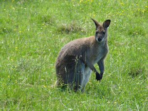 Photo n°26 de Cabanes Insolites - Ferme de Trencalli - Gers à Castelnau-Rivière-Basse (Attraction touristique)